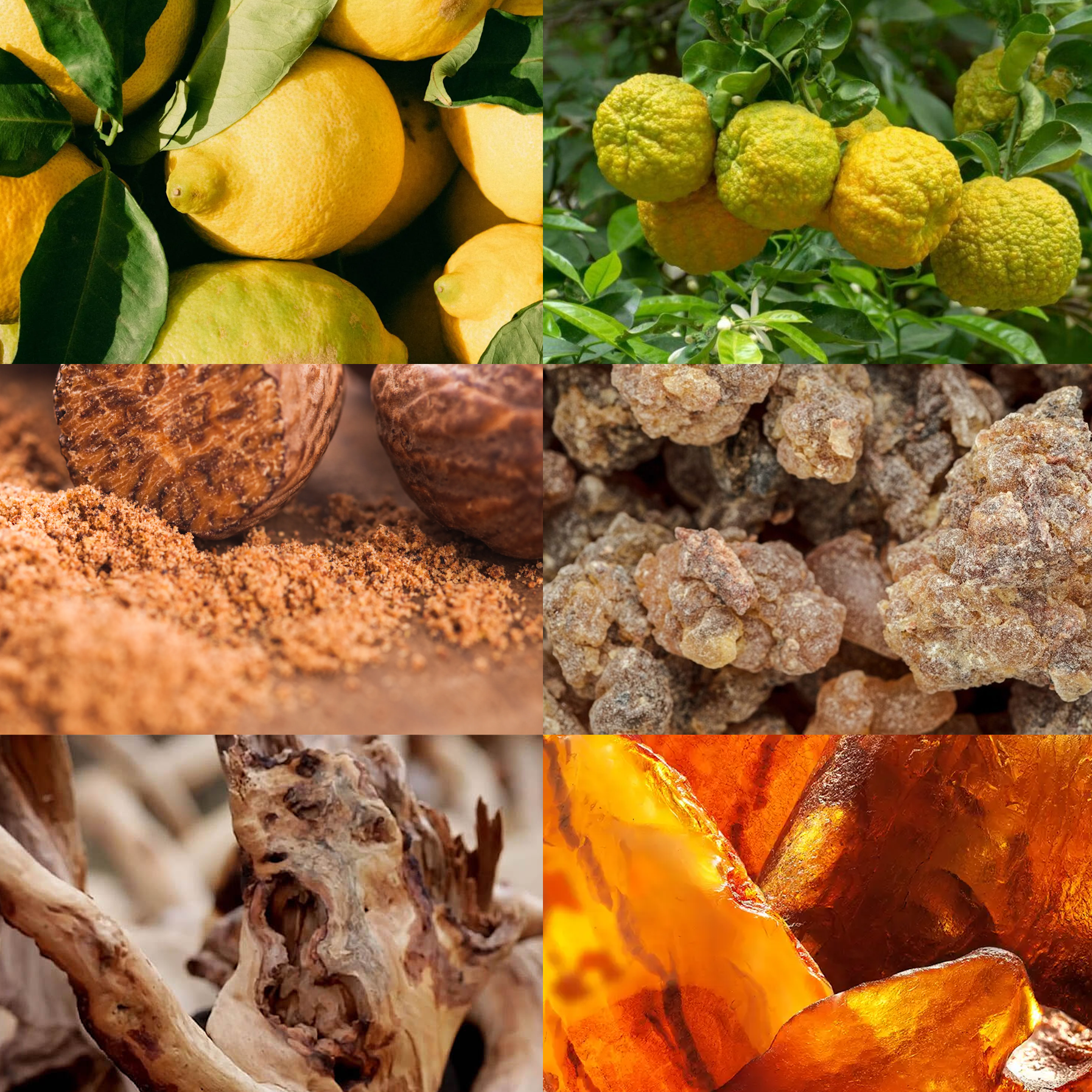 Black Caviar Paradiso